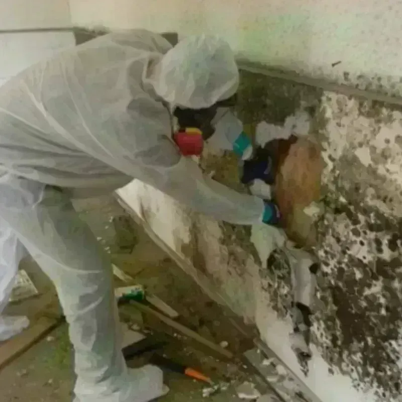 Mold Remediation and Removal in Camp County, TX